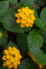 Close-up of bright yellow cluster flowers of Lantana camara shrub verbena  surrounded by dark green textured leaves