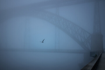 A foggy view of the Dom Lu&iacute;s I Bridge in Porto, Portugal, with a lone seagull gliding through the mist. The scene feels quiet, mysterious, and almost dreamlike.