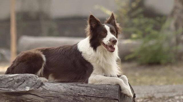 A calm Border Collie lying on a wooden log in a natural outdoor setting. The dog looks alert and relaxed, surrounded by soft greenery and warm daylight. Perfect for pet, nature, and animal themes.