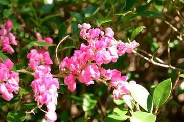 Flowering Coral Vine on Fence – Antigonon leptopus in Full Bloom