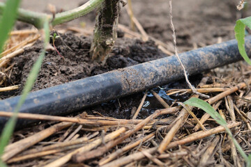 drip watering of the plant. Water drips onto the drip irrigation system used on the farm and saves water drop by drop