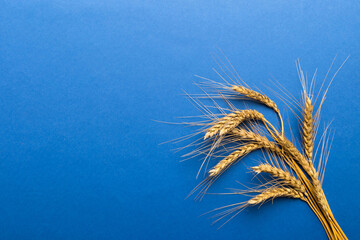 Sheaf of wheat ears close up and seeds on colored background. Natural cereal plant, harvest time...