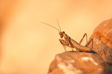 Ameles decolor, a small mantis species, captured in close-up on a rock under warm late-afternoon light.