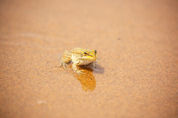 The frog sits on the sand on the shore of the lake. Beautiful wildlife landscape with place for text. The concept of protecting wildlife and ecology.