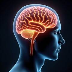 Human brain model showcasing neural connections and structure Generative AI