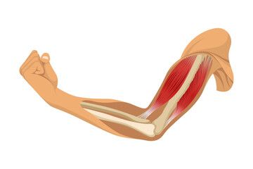 Arm muscle biceps with skeleton. Muscle tension of human hand on white background. Bones and joints in male silhouette. Medical vector illustration of hand for clinic or hospital
