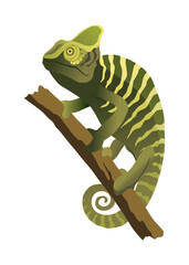 Chameleon lizard. Reptiles with curved tail and camouflage skin, tropical wildlife. Vector exotic animal illustration