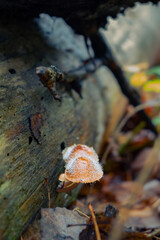 Setas que nacen en el otoño