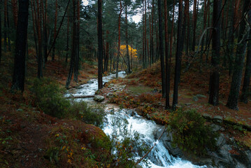 Obraz premium El otoño sobre el bosque y el rio que crece