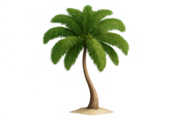 Palm tree standing on a patch of sand, ideal for summer, vacation, and tropical themes, provided on a transparent background