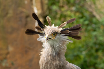 Secretarybird or secretary bird (Sagittarius serpentarius), portrait of a young bird with feathers spread on its head.