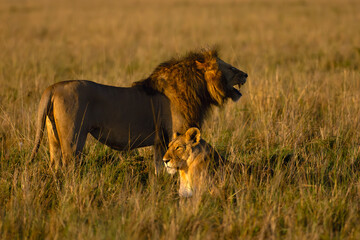 The lion (Panthera leo), a large male and a lioness on the plains of Masai Mara in the early dawn.