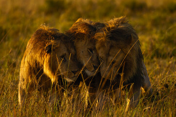 Lion (Panthera leo), three large dominant males greet each other on the plains of Masai Mara. Large lions in typical social communication.