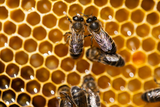 Honeybees on honeycomb highlighting sustainability