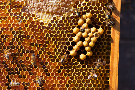 Honeybees on honeycomb showcasing nature's marvel