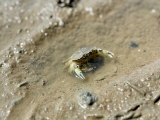 Krabbe in Watt am Meer