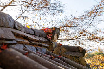 A close-up photo of fallen leaves and maple trees on the old tiled roof of Bulguksa Temple in Gyeongju, South Korea.