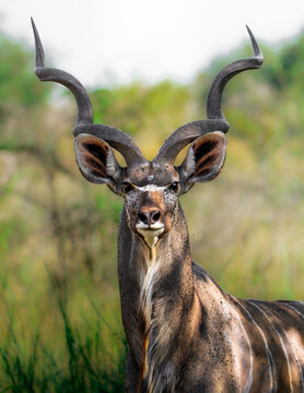 Majestic kudu in Kruger National Park