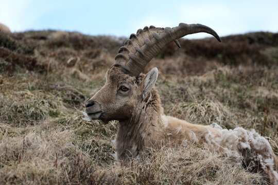 Majest&auml;tischer Steinbock in alpiner Wildnis &ndash; beeindruckende Wildtierfotografie in den Bergen
