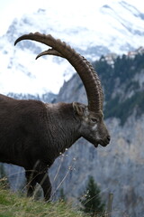 Majestätischer Steinbock in alpiner Wildnis – beeindruckende Wildtierfotografie in den Bergen