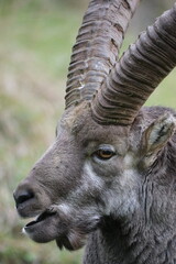 Majestätischer Steinbock in alpiner Wildnis – beeindruckende Wildtierfotografie in den Bergen