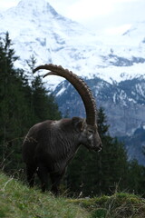 Majestätischer Steinbock in alpiner Wildnis – beeindruckende Wildtierfotografie in den Bergen