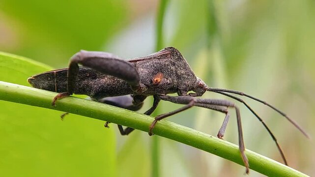 Macro Coreidae Ladybug Walking on Plant Stem | Hama 4K Footage
