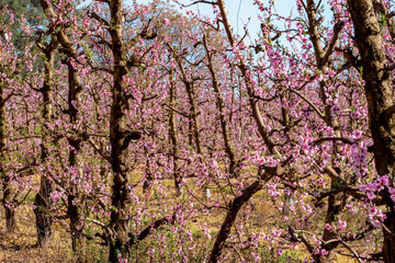 Obraz premium Peach Orchard in Full Spring Bloom