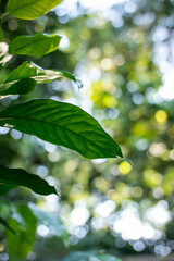 Obraz premium Sharp Green Tropical Leaf Against Bright Bokeh Forest Background