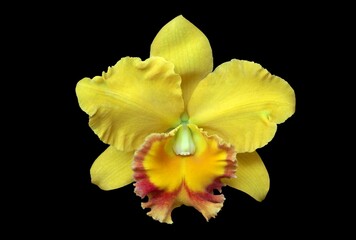yellow orchid isolated on black