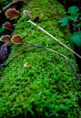Close-up of moss and fungi on a log
