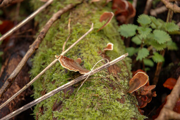 Close-up of a moss-covered log with bracket fungi and small plants.