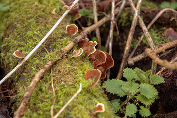 Close-up of fungi growing on a moss-covered log with small green plants and twigs.