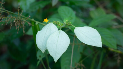 White Leaf and Small Yellow Flower in Tropical Foliage