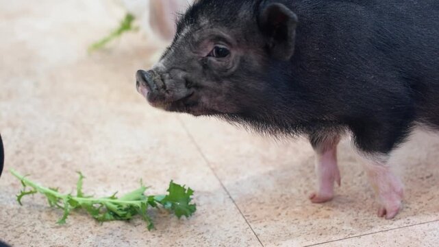 Domesticated Miniature Pig Feeding Green Veggies. Close-up Shot