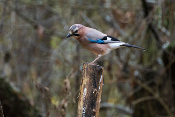 a jay perched on a tree in an autumn forest