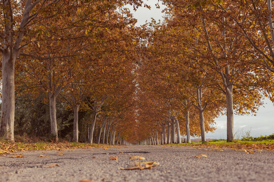 Autumn tree tunnel on the way to infinity