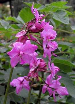 close up of  pretty purple philippine ground orchids in the  monteverde cloud forest  in monteverde, costa rica, central america