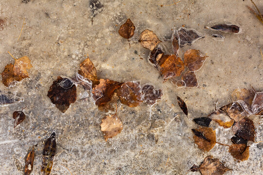 Feuilles mortes brunes emprisonnées dans la glace d'un sol gelé, couleurs automnales, gros plan vue du dessus