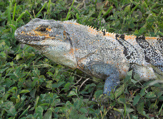  close up  of  a black spiny-tailed iguana  grazing in the grass at  the sugar beach resort in costa rica, playa flamingo,  central america