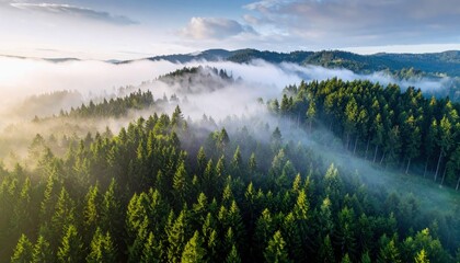 Aerial view of a vast evergreen forest shrouded in morning mist, with rolling hills and a clear sky.