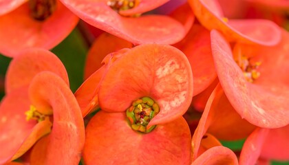 Close up of vibrant orange Euphorbia milii flowers, showcasing petal texture and detail against soft green background