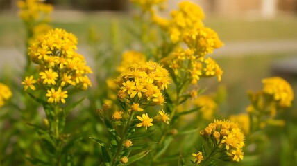 Close up of vibrant yellow goldenrod flowers with green stems and blurred background yellow flowers wildflowers