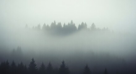 Fototapeta premium A dense evergreen forest on a mountainside is shrouded in thick, atmospheric morning fog.