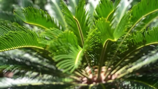 Closeup of green sago palm leaves in a lush tropical garden