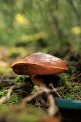 Boletus grows on forest moss, mushroom