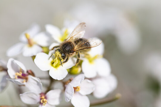 Honeybee on white flower collecting pollen