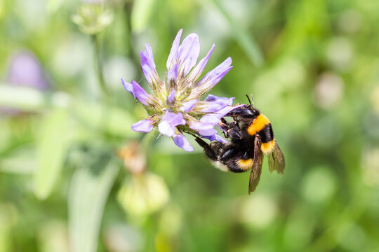 Bombus collecting nectar from Psoralea bituminosa