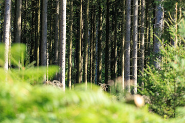 Obraz premium intense artificial pine tree forest 