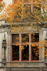 golden tree in front of historical building windows, Amsterdam autumn 
